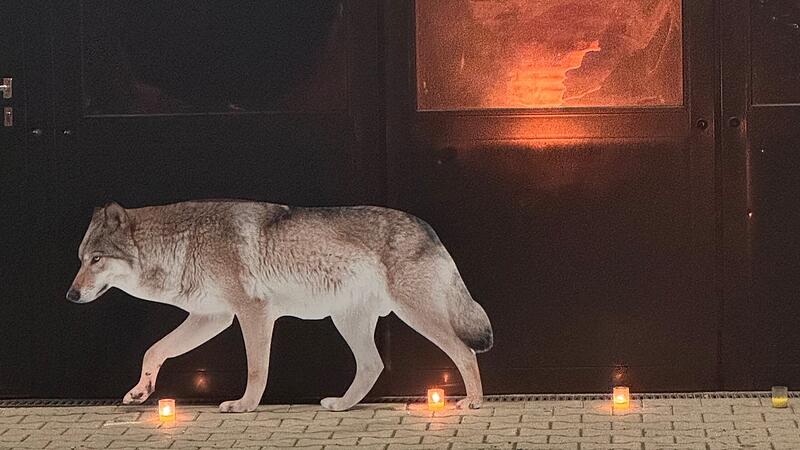 In Riedenberg kamen &uuml;ber 100 Menschen zusammen, um die Lokalpolitik auf das Thema Wolf aufmerksam zu machen. In den vergangenen Wochen hatte es dort mehrere Wolfsrisse gegeben. Das Foto zeigt einen Wolf aus Pappe, den die Veranstalter aufstellten, in einem Tor spiegelt sich das Mahnfeuer.