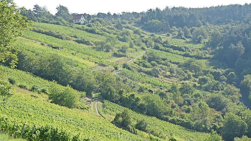 Durch die Weinberge bei Ofenthal geht es bei einer Weinbergwanderung am Samstag.
