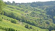 Durch die Weinberge bei Ofenthal geht es bei einer Weinbergwanderung am Samstag.
