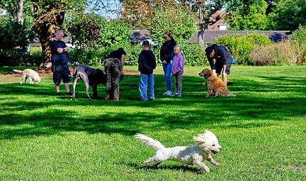 Hundebadetag im Stadionbad Bamberg 2026