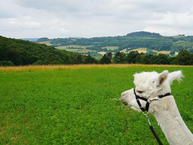 Wanderung mit Blick zum Kreuzberg und zur Kalten Buche. Dem Alpaka ist die Landschaft ziemlich egal, Hauptsache es gibt am Wegrand etwa zum Naschen.