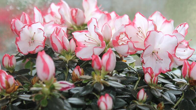 Gute Pflege lässt die Zimmerazaleen prachtvoll blühen