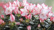 Gute Pflege lässt die Zimmerazaleen prachtvoll blühen