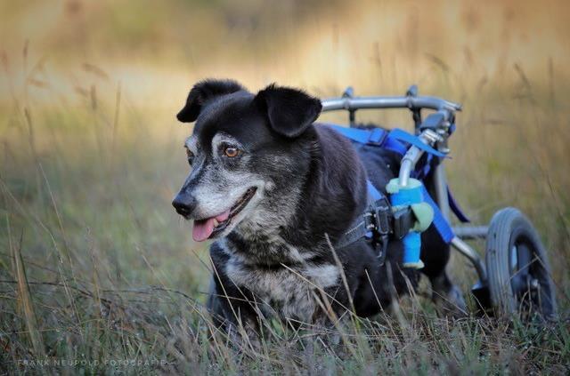 Hund Joschi verbrachte 14 Jahre seines Lebens im Rollstuhl. Der Mischling starb vor zwei Jahren. Hund Joschi verbrachte 14 Jahre seines Lebens im Rollstuhl. Der Mischling starb vor zwei Jahren.