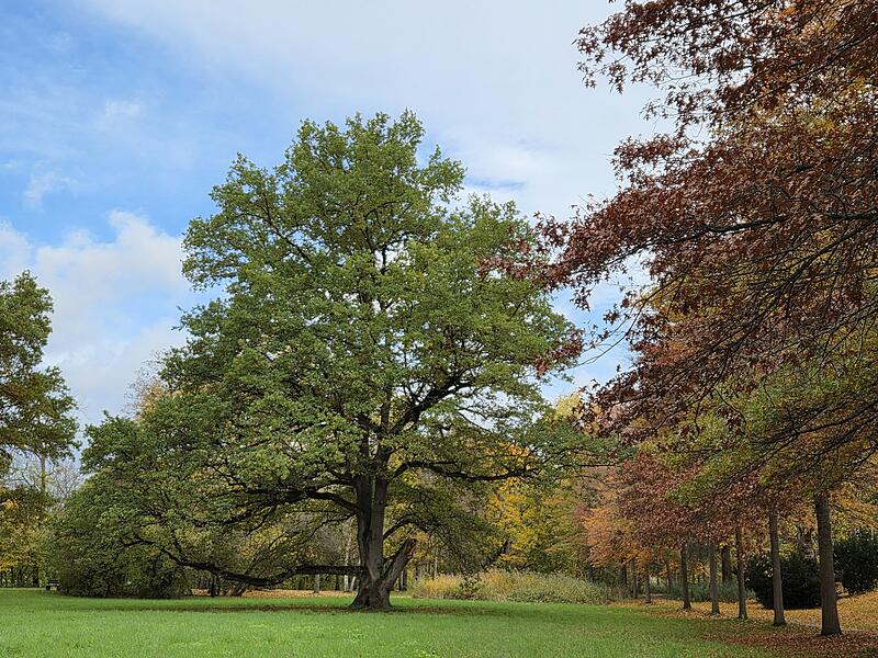 Diese alte Eiche hat noch keine bunten Blätter, „während die anderen schon an der Seite im bunten Farben strahlen“, beobachtete Beate Schwerdtfeger.