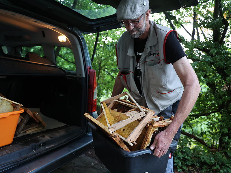Einen ganzen Kofferraum voller Rächen und Waben sicherte der Imker Peter Boxdorfer. Ob die Bienen mit Krankheiten befallen sind, kann er nicht beurteilen. Jetzt werden die Waben ausgeschnitten, die Rähmchen abgekocht. Die entsorgten Materialien haben großen Wert. Einen ganzen Kofferraum voller Rächen und Waben sicherte der Imker Peter Boxdorfer. Ob die Bienen mit Krankheiten befallen sind, kann er nicht beurteilen. Jetzt werden die Waben ausgeschnitten, die Rähmchen abgekocht. Die entsorgten Materialien haben großen Wert.