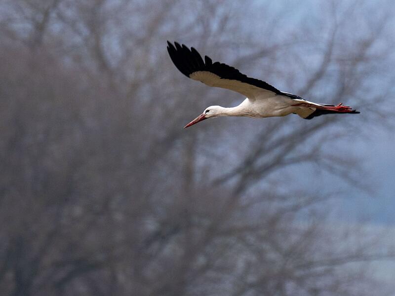 Wieso manche St&ouml;rche schon auf ihren Nestern sitzen