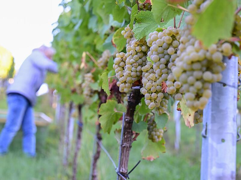 Weinernte