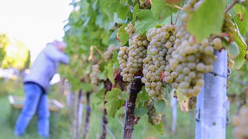 Weinernte Weinernte