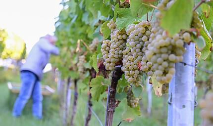 Weinernte Weinernte
