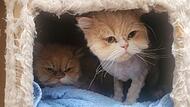 Lilly und Sissy suchen ein neues Zuhause.