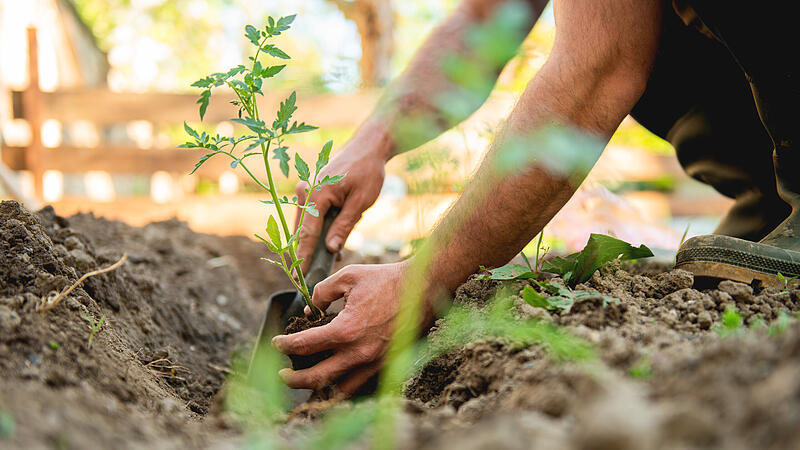 Es geht wieder los! Die Gartensaison hat begonnen und Hobbygärtner beginne mit dem Einpflanzen.