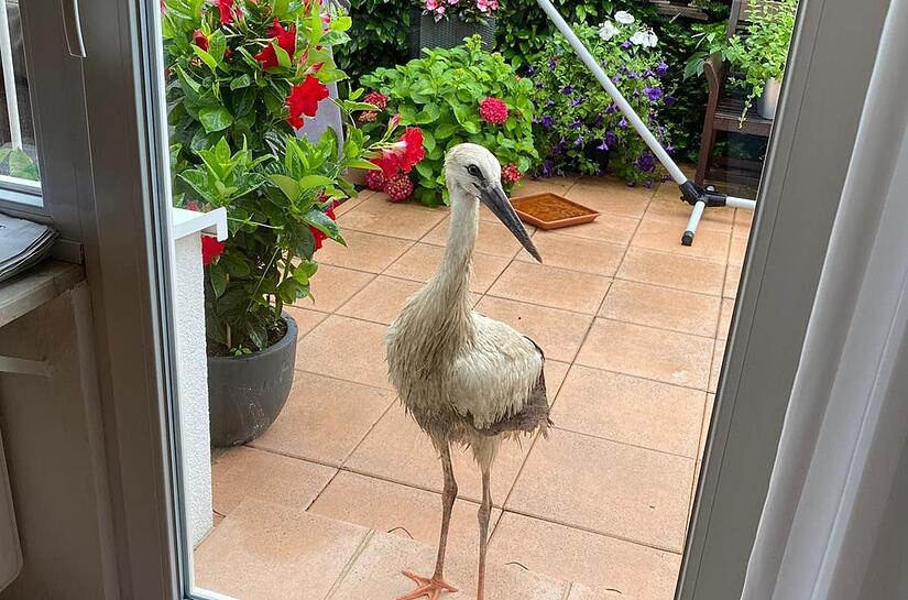 „Hey, mag mich keiner einlassen?“ Fridolin auf der Terrasse. „Hey, mag mich keiner einlassen?“ Fridolin auf der Terrasse.