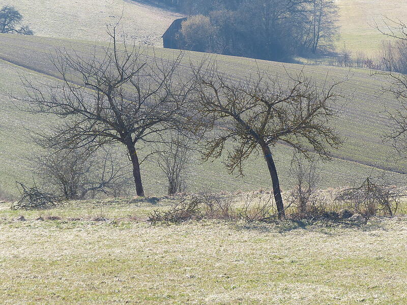 Erfolgter Pflegeschnitt an jungen Obstb&auml;umen bei Trumsdorf.