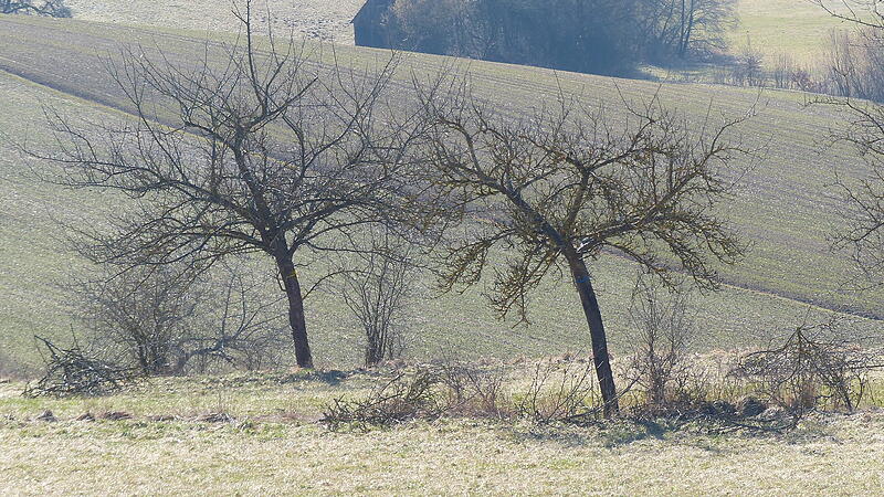 Erfolgter Pflegeschnitt an jungen Obstb&auml;umen bei Trumsdorf.