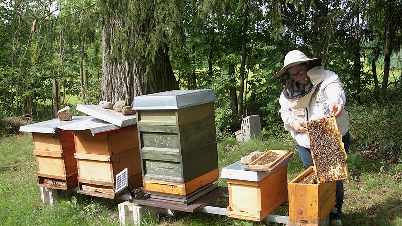 Viel Arbeit gibt es bei dem Hobby der Imkerei im Verlaufe des Bienenjahres und dazu gehört auch viel Wissen um Bienenzucht und Produktion von Honig sowie Bekämpfung von Krankheiten.