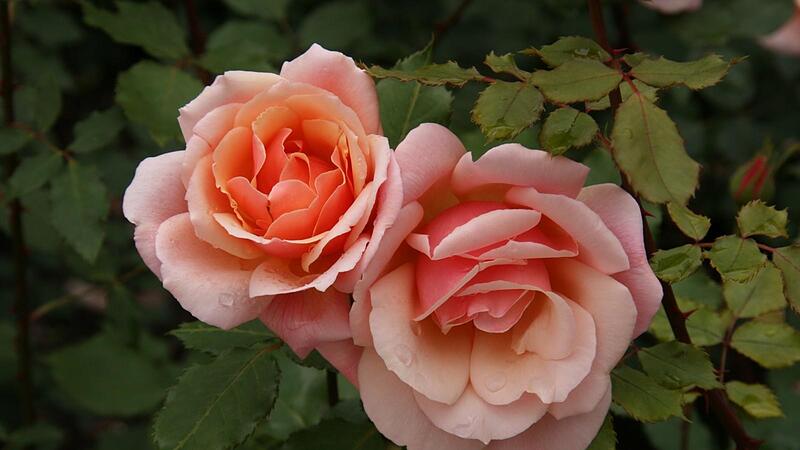 „Gruß an Coburg“ heißt diese Rose“