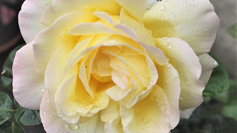 Selbst im Regen leuchtet die Rosenblüte der "Gloria Dei".