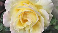 Selbst im Regen leuchtet die Rosenblüte der "Gloria Dei".