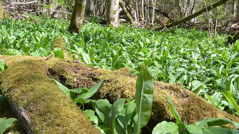 Eine üppige Bärlauchfläche im Fornbachsgrund. Doch beim Pflücken ist Vorsicht geboten. Eine üppige Bärlauchfläche im Fornbachsgrund. Doch beim Pflücken ist Vorsicht geboten.