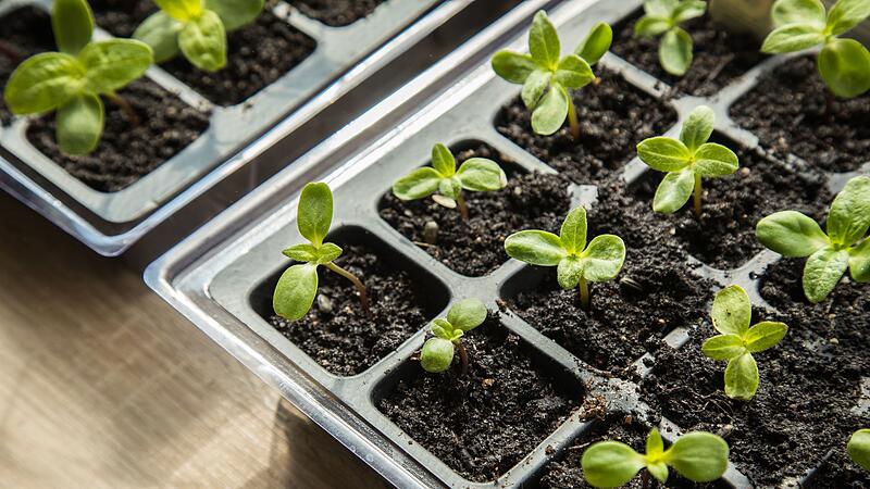 Aussaatschale mit Keimlingen