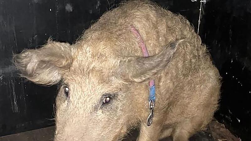 Polizei sucht Besitzer von Wollschwein Polizei sucht Besitzer von Wollschwein