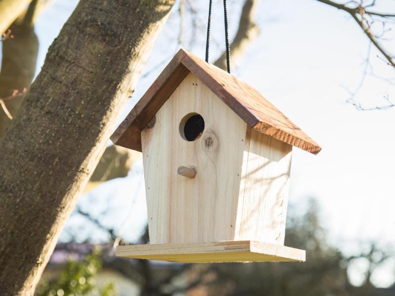 Was bei Nistk&auml;sten f&uuml;r Vogelk&uuml;ken z&auml;hlt