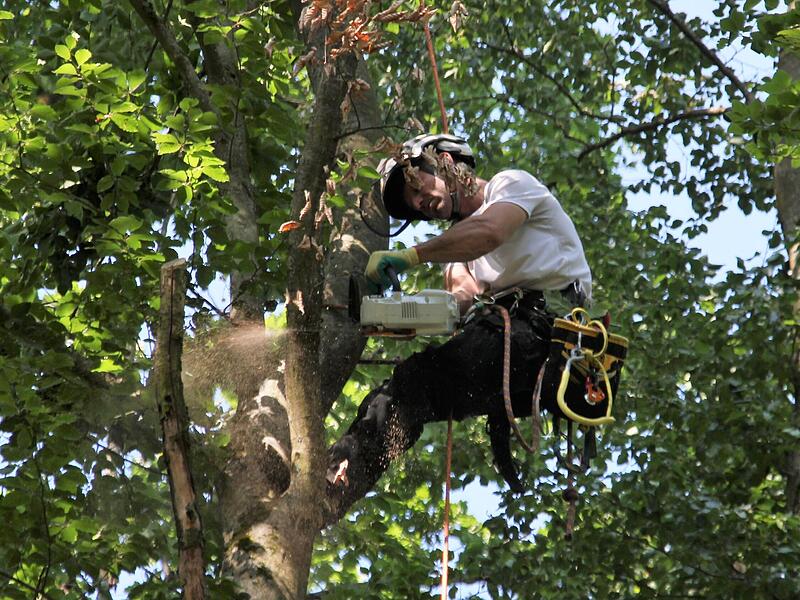 Baumpfleger Felix Graf ist gerade am Ast eines Kellerwaldbaumes zugange: Jedes Jahr im Fr&uuml;hling muss das Gebiet gesundgeschnitten werden.Forchheim & Fr&auml;nkische Schweiz