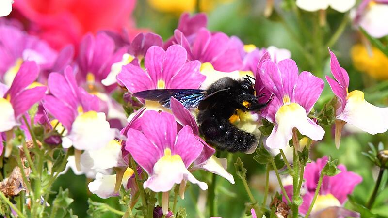 Leserbilder zum Sommer 2025Sommerbilder unserer Leser