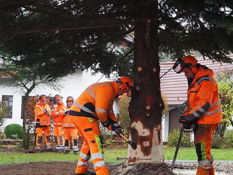 Die 15 Meter hohe Nordmanntanne wurde von den Mitarbeitern des Bauhofs gefällt.
