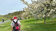Zahlreiche Ausflügler bevölkerten die Straßen und Wege hinter Pretzfeld, dort wo gerade die Kirschbäume blühen.