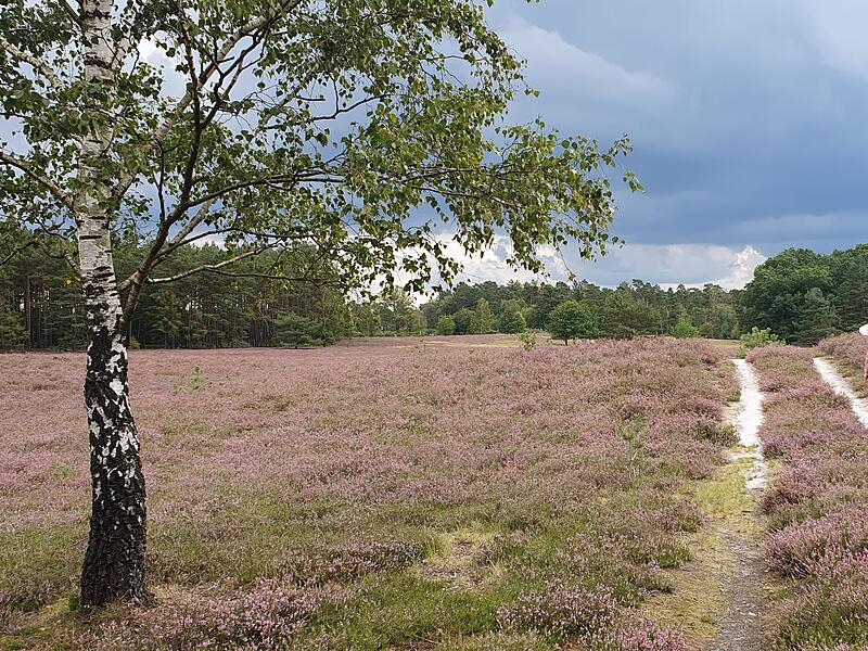 Eindrücke aus der Wacholderheide bei Faßberg in der Südheide2023 Heidschnuckenweg Teil 5