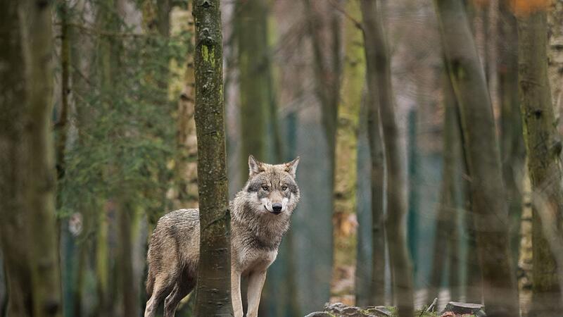 Wolf steht im Tierpark Hexentanzplatz in Thale im Gehege Wolf steht im Tierpark Hexentanzplatz in Thale im Gehege