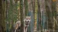Wolf steht im Tierpark Hexentanzplatz in Thale im Gehege