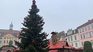 F&uuml;r den Weihnachtsbaum auf dem Coburger Marktplatz wurde in diesem Jahr erstmals ein Name gesucht.