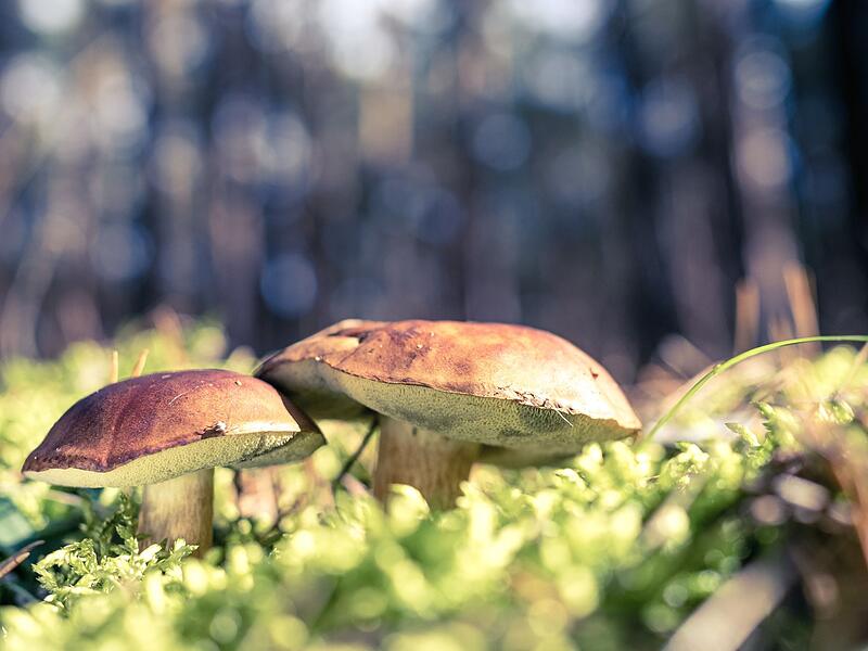 Maronen im Wald