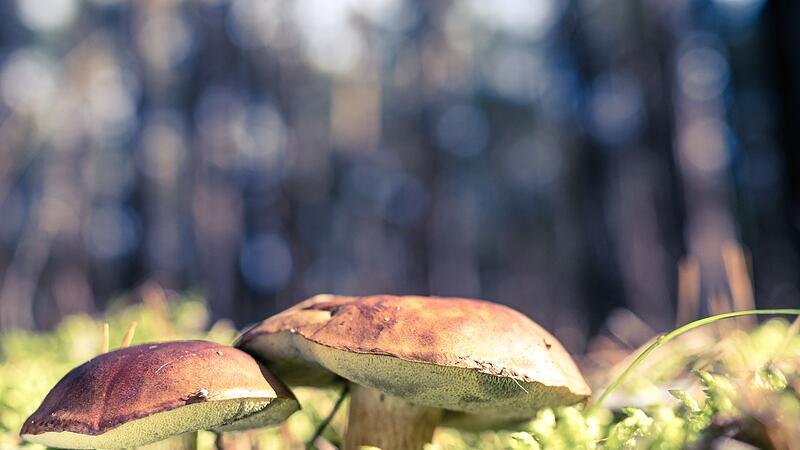 Maronen im Wald