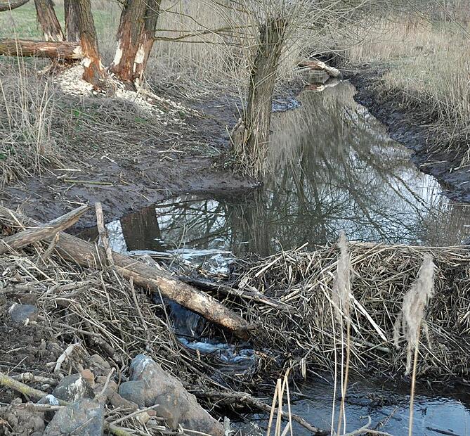 Zu einem Riesenproblem habe sich der Biber in der Gemeinde Pfarrweisach entwickelt, teilte B&uuml;rgermeister Markus Oppelt dem Gemeinderat mit. Wie hier, s&uuml;dlich von Rabelsdorf, sind die Nager in vielen Gr&auml;ben unterwegs, stauen das Wasser und bet&auml;tige...