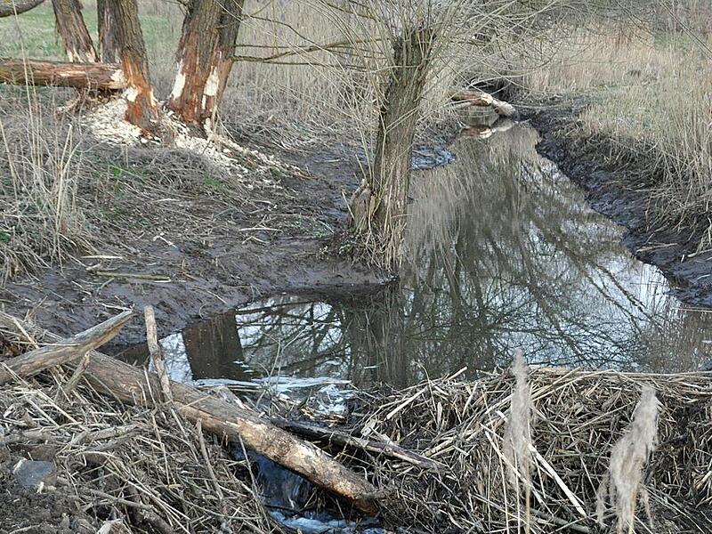 Zu einem Riesenproblem habe sich der Biber in der Gemeinde Pfarrweisach entwickelt, teilte B&uuml;rgermeister Markus Oppelt dem Gemeinderat mit. Wie hier, s&uuml;dlich von Rabelsdorf, sind die Nager in vielen Gr&auml;ben unterwegs, stauen das Wasser und bet&auml;tige...