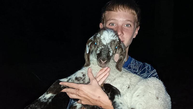 Rettung in letzter Minute: In der Dunkelheit findet Manuel Zimmermann das Lamm im Wald.