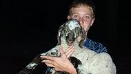 Rettung in letzter Minute: In der Dunkelheit findet Manuel Zimmermann das Lamm im Wald. Rettung in letzter Minute: In der Dunkelheit findet Manuel Zimmermann das Lamm im Wald.