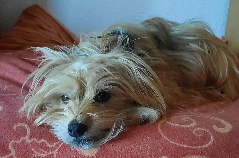Terrier Lotta auf einem ihrer Lieblingsplätze. Sie wurde von einem Auto angefahren und starb an den Folgen. Foto: Anke Kuester (wirklicher Name der Hundebesitzer der Redaktion bekannt)