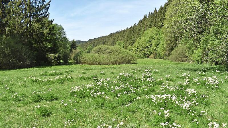 Die Gemeinde Wilhelmsthal nimmt ab sofort am Projekt &bdquo;B&auml;rwurzwiesen und -weiden im Frankenwald&ldquo; teil. So soll unter anderem wieder mehr Artenvielfalt entstehen.
