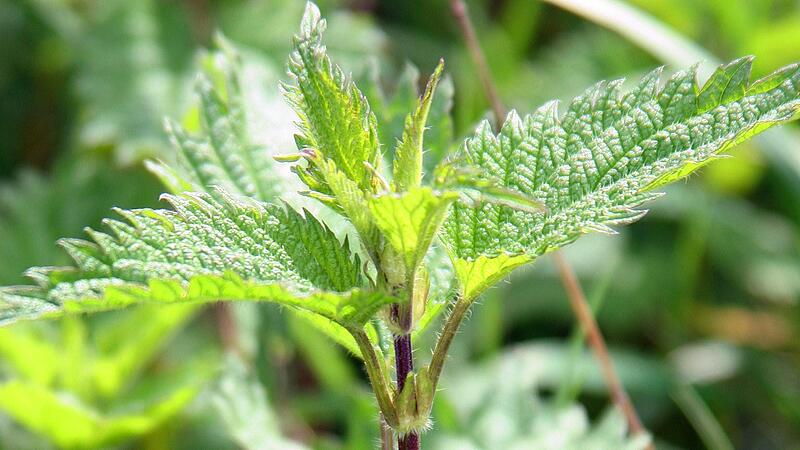 Die Brennnessel ist ein untersch&auml;tztes Multitalent.