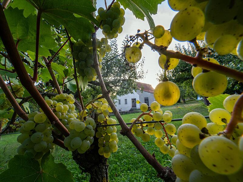 Weinlese in Bayern