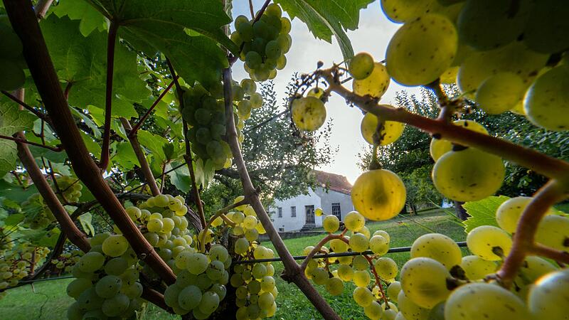 Weinlese in Bayern Weinlese in Bayern