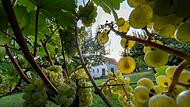 Weinlese in Bayern