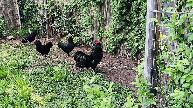 Das Th&uuml;ringer Barthuhn f&uuml;hlt sich in Hofheim pudelwohl.