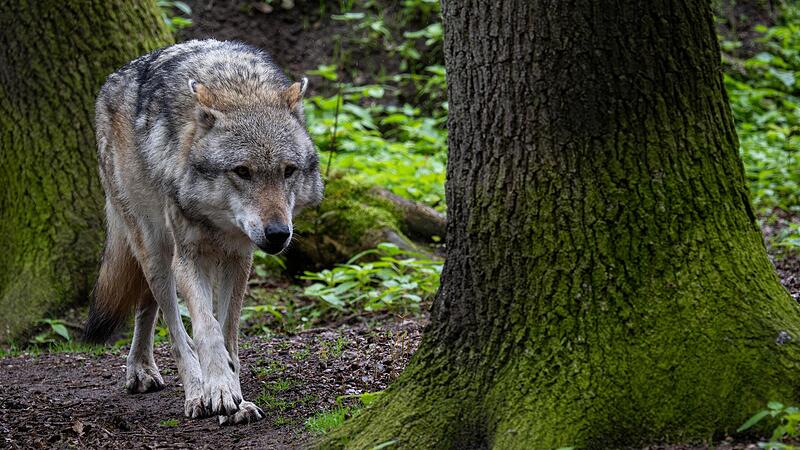 Nicht ein Wolf, wie auf dem Symbolfoto, das ein Tier in einem Gehege in Nordrhein-Westfalen zeigt, sondern ein schon bekannter Wolf-Hund-Hybrid, hat Anfang Mai ein Reh bei Obererthal gerissen.