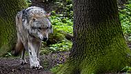 Nicht ein Wolf, wie auf dem Symbolfoto, das ein Tier in einem Gehege in Nordrhein-Westfalen zeigt, sondern ein schon bekannter Wolf-Hund-Hybrid, hat Anfang Mai ein Reh bei Obererthal gerissen.